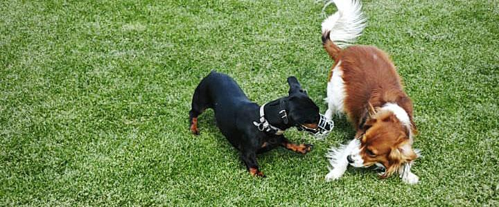 Social Walk (ab JHK3)