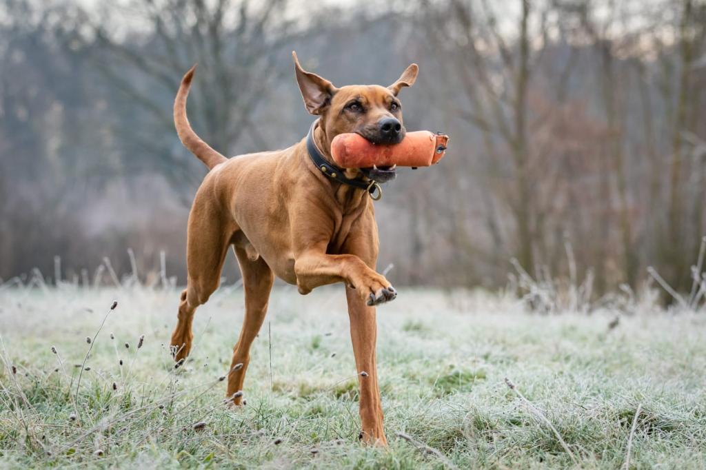 Offene Gruppe: Apportieren (FG)